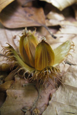 Fagus sylvatica / Beech, A Carinthia, Kleinobir 2.8.2011