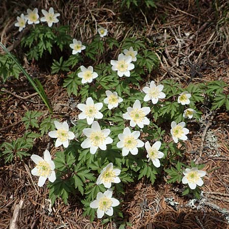 Anemone nemorosa \ Busch-Windrschen / Wood Anemone, A Kärnten/Carinthia, Hochobir 19.5.2016