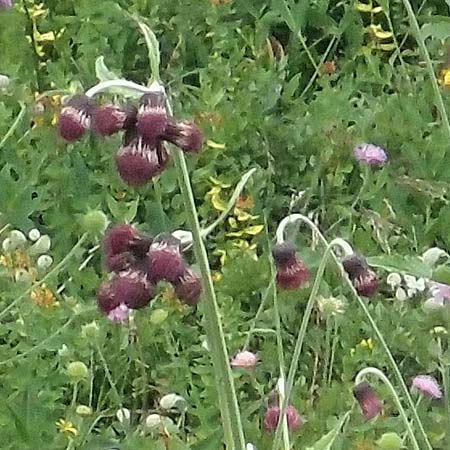 Cirsium waldsteinii \ Waldsteins Kratzdistel, Armkpfige Kratzdistel / Waldstein's Thistle, A Kärnten/Carinthia, Koralpe 9.8.2016