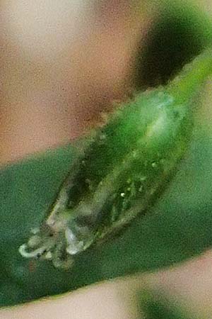 Cerastium lucorum / Large-Fruit Mouse-Ear, A Orthof am Semmering 29.6.2020