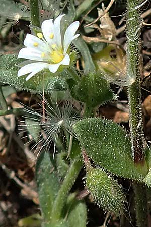 Cerastium pumilum \ Dunkles Hornkraut / Dark Mouse-Ear, A Hainburg 14.5.2022