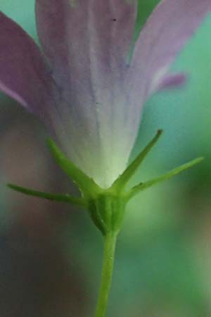 Campanula patula \ Wiesen-Glockenblume / Spreading Bellflower, A Deutschlandsberger Klause 30.6.2022