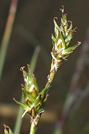 Carex echinata \ Igel-Segge, Stern-Segge / Star Sedge, A Kärnten/Carinthia, Koralpe 1.7.2022