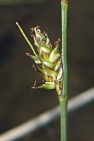 Carex echinata \ Igel-Segge, Stern-Segge / Star Sedge, A Kärnten/Carinthia, Koralpe 1.7.2022