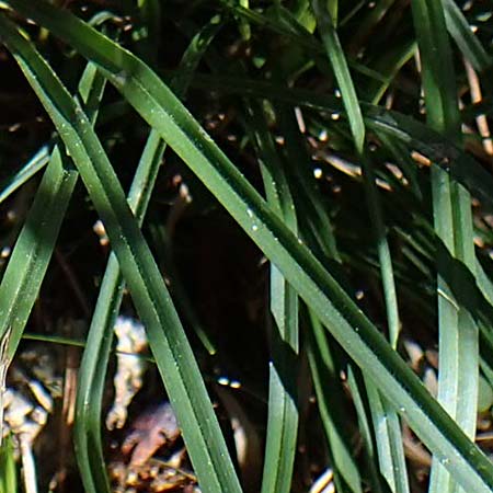 Carex digitata \ Finger-Segge / Fingered Sedge, A Osttirol, Lienz 5.4.2023
