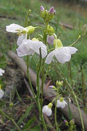 Cardamine pratensis agg. / Cuckooflower, A Bregenz 5.5.2007