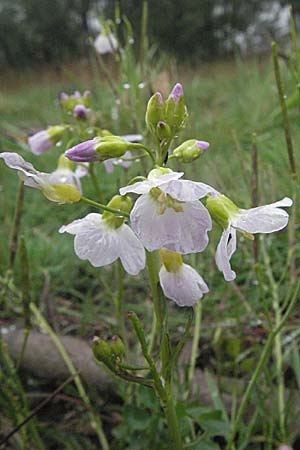 Cardamine pratensis agg. / Cuckooflower, A Bregenz 5.5.2007