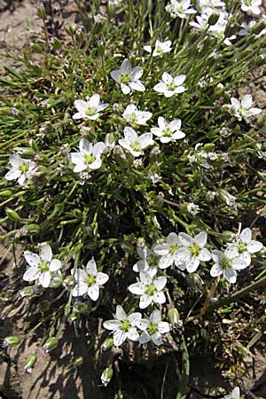 Sabulina austriaca \ sterreicher Miere / Austrian Sandwort, A Kärnten/Carinthia, Petzen 21.7.2007