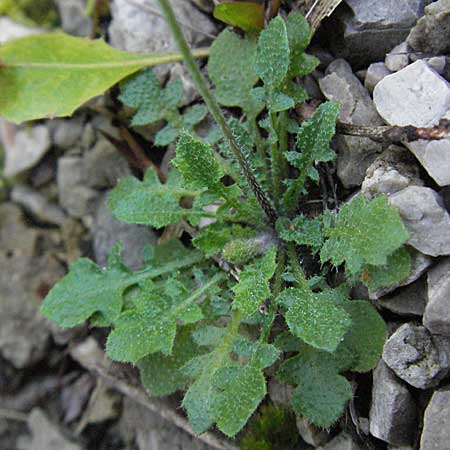 Arabidopsis arenosa \ Sand- / Sand Rock-Cress, A Hengstpass 14.7.2007