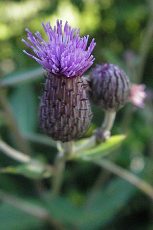 Cirsium arvense \ Acker-Kratzdistel / Creeping Thistle, A Hengstpass 14.7.2007