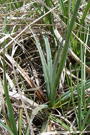 Carex flacca \ Blaugrne Segge / Blue Sedge, Carnation Grass, A Reutte 25.5.2008