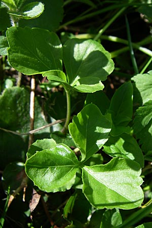 Cardamine trifolia \ Kleeblttriges Schaumkraut, Wald-Schaumkraut / Three-Leaved Cuckoo Flower, Trefoil Cress, A Menauer Alm 31.5.2008