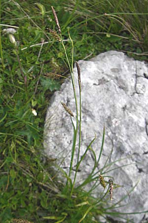 Carex sempervirens \ Horst-Segge, Immergrne Segge / Evergreen Sedge, A Kärnten/Carinthia, Petzen 2.7.2010