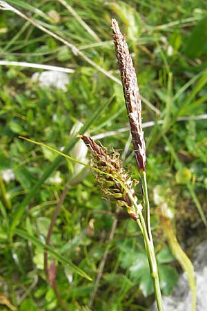 Carex sempervirens \ Horst-Segge, Immergrne Segge / Evergreen Sedge, A Kärnten/Carinthia, Petzen 2.7.2010