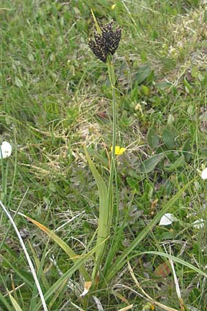 Carex atrata \ Geschwrzte Segge / Black Alpine Sedge, A Kärnten/Carinthia, Petzen 2.7.2010