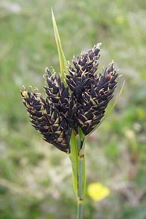 Carex atrata \ Geschwrzte Segge / Black Alpine Sedge, A Kärnten/Carinthia, Petzen 2.7.2010