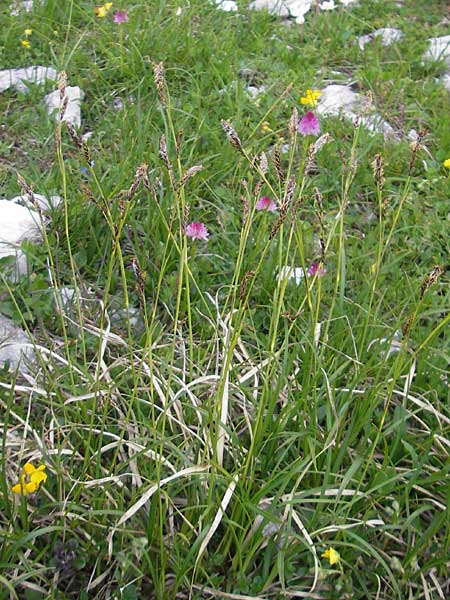 Carex sempervirens \ Horst-Segge, Immergrne Segge / Evergreen Sedge, A Kärnten/Carinthia, Petzen 2.7.2010