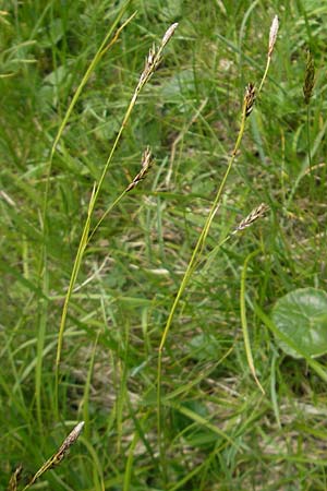 Carex sempervirens \ Horst-Segge, Immergrne Segge / Evergreen Sedge, A Malta - Tal / Valley 19.7.2010