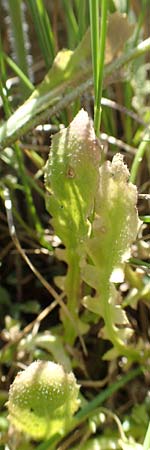 Arabidopsis arenosa \ Sand- / Sand Rock-Cress, A Kärnten/Carinthia, St. Paul im Lavanttal 16.5.2016