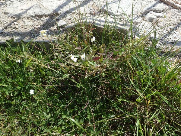 Arabidopsis arenosa \ Sand- / Sand Rock-Cress, A Kärnten/Carinthia, St. Paul im Lavanttal 16.5.2016