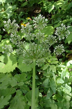 Chaerophyllum hirsutum / Hairy Chervil, A Carinthia, St. Paul im Lavanttal 16.5.2016