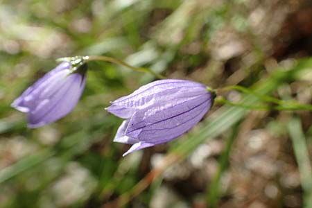 Campanula cespitosa \ Rasen-Glockenblume / Carpet Bellflower, A Kärnten/Carinthia, Tscheppa - Schlucht / Gorge 20.8.2016