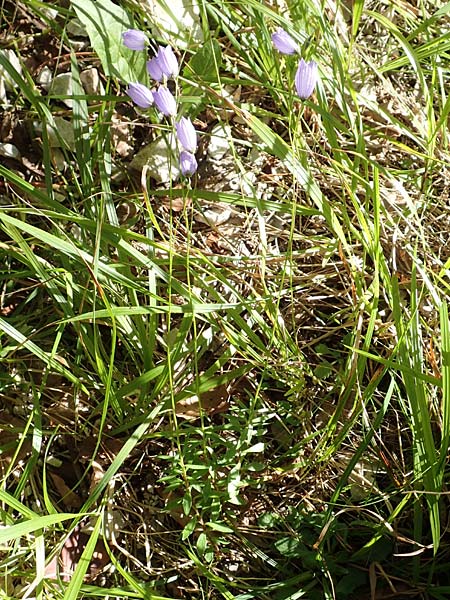 Campanula cespitosa \ Rasen-Glockenblume / Carpet Bellflower, A Kärnten/Carinthia, Tscheppa - Schlucht / Gorge 20.8.2016