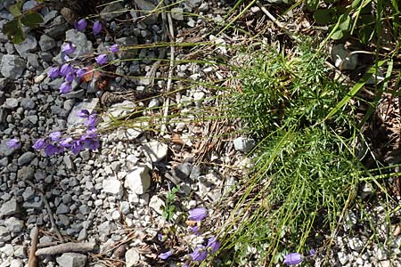 Campanula cespitosa \ Rasen-Glockenblume, A Kärnten, Tscheppa - Schlucht 20.8.2016