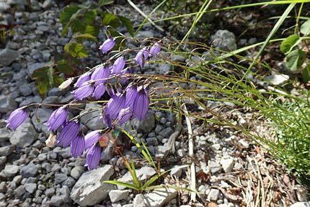 Campanula cespitosa \ Rasen-Glockenblume, A Kärnten, Tscheppa - Schlucht 20.8.2016