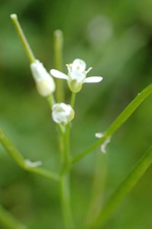 Cardamine matthioli \ Matthiolis Schaumkraut / Matthioli's Bitter-Cress, A Pusterwald 1.7.2019