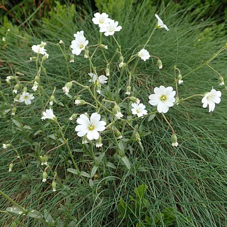 Cerastium arvense subsp. strictum \ Steifes Acker-Hornkraut, A Pusterwald, Eiskar 1.7.2019