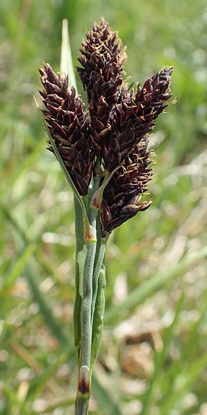 Carex atrata \ Geschwrzte Segge / Black Alpine Sedge, A Trenchtling 3.7.2019