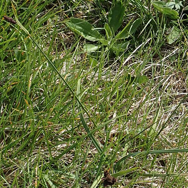 Carex atrata \ Geschwrzte Segge / Black Alpine Sedge, A Trenchtling 3.7.2019