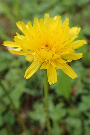 Leontodon hispidus subsp. hastilis / Glabrous Rough Hawkbit, A Tragöß 5.7.2019