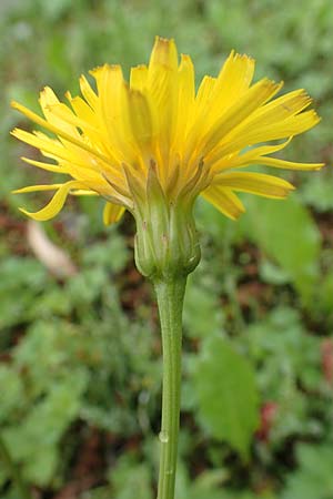 Leontodon hispidus subsp. hastilis \ Kahler Rauer Lwenzahn / Glabrous Rough Hawkbit, A Tragöß 5.7.2019