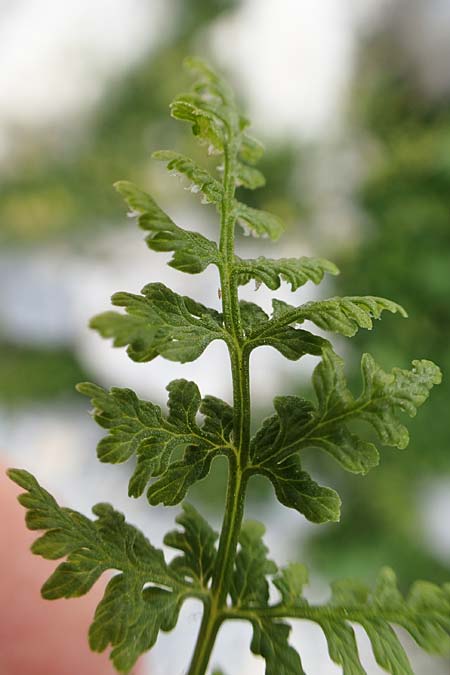 Cystopteris alpina \ Alpen-Blasenfarn / Alpine Bladder Fern, A Osttirol, Porze 13.7.2019