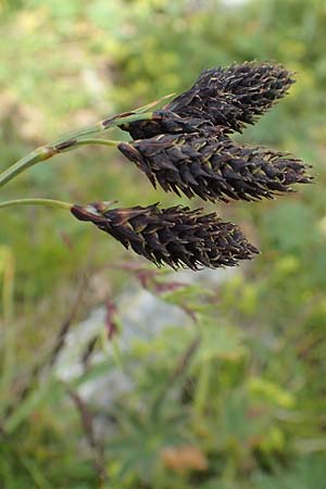 Carex atrata \ Geschwrzte Segge / Black Alpine Sedge, A Rax 28.6.2020