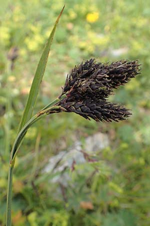 Carex atrata \ Geschwrzte Segge / Black Alpine Sedge, A Rax 28.6.2020