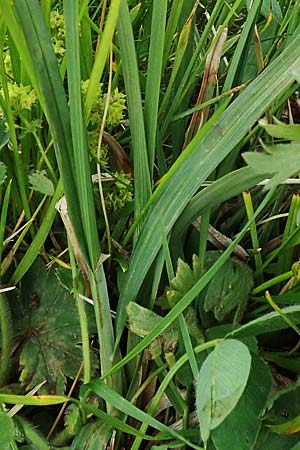 Carex atrata \ Geschwrzte Segge / Black Alpine Sedge, A Rax 28.6.2020