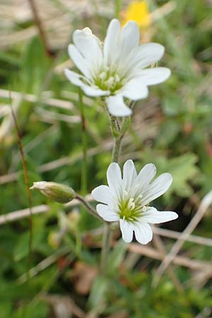 Cerastium arvense \ Acker-Hornkraut / Field Mouse-Ear, A Rax 28.6.2020