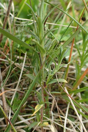 Cerastium arvense \ Acker-Hornkraut, A Rax 28.6.2020