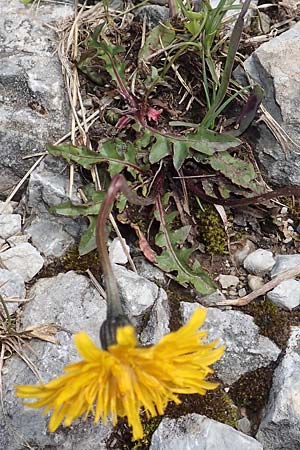Crepis alpestris \ Alpen-Pippau, Voralpen-Pippau / Alpine Hawk's-Beard, A Schneealpe 30.6.2020