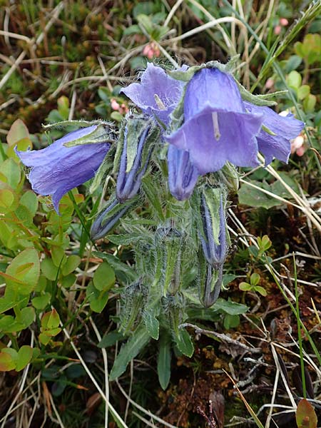 Campanula alpina \ Alpen-Glockenblume / Alpine Bellflower, A Schneealpe 30.6.2020