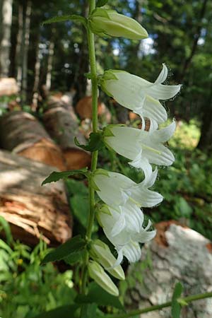 Campanula alliariifolia \ Weie Kaukasus-Glockenblume, Knoblauchraukenblttrige Glockenblume, A Bad Aussee Botan. Gar. 6.7.2020