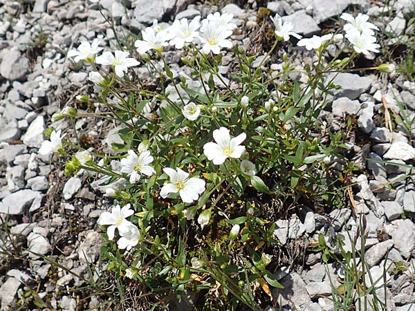 Cerastium arvense \ Acker-Hornkraut / Field Mouse-Ear, A Dachstein, Auretskar 7.7.2020