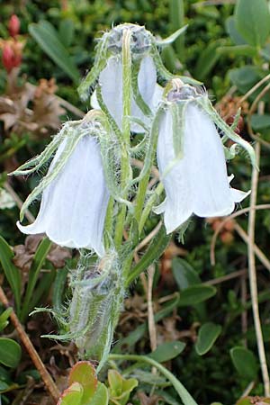 Campanula alpina \ Alpen-Glockenblume / Alpine Bellflower, A Wölzer Tauern, Kleiner Zinken 26.6.2021