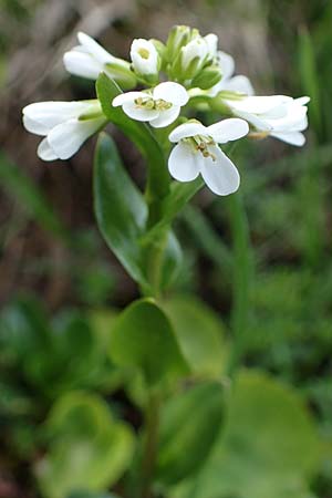 Arabis subcoriacea \ Glanz-Gnsekresse / Subcoriaceous Rock-Cress, A Wölzer Tauern, Kleiner Zinken 26.6.2021