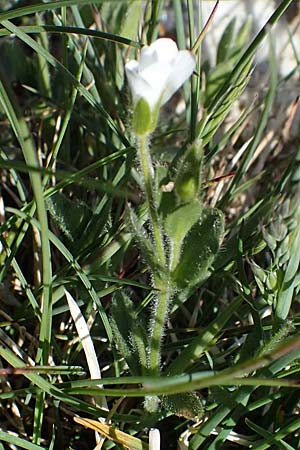 Cerastium alpinum \ Alpen-Hornkraut, A Seetaler Alpen, Zirbitzkogel 28.6.2021