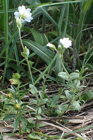 Cerastium alpinum \ Alpen-Hornkraut, A Pusterwald, Eiskar 29.6.2021