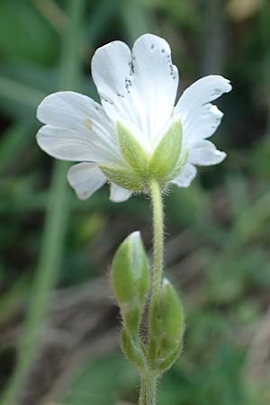 Cerastium alpinum \ Alpen-Hornkraut / Alpine Mouse-Ear, A Pusterwald, Eiskar 29.6.2021